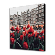 Tulipani Amsterdam (6957427687606)