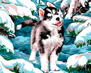 Husky della neve (6957468516534)