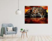 Leopardo al tramonto (6958621622454)